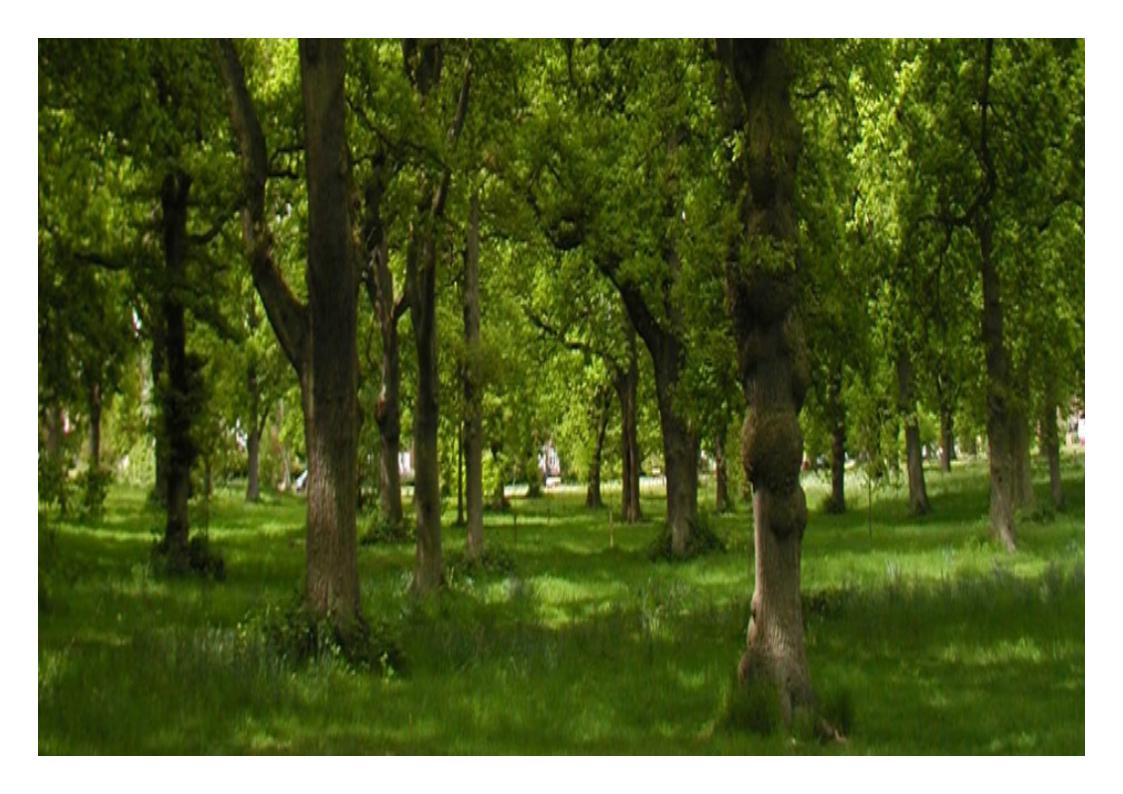 Pic8a